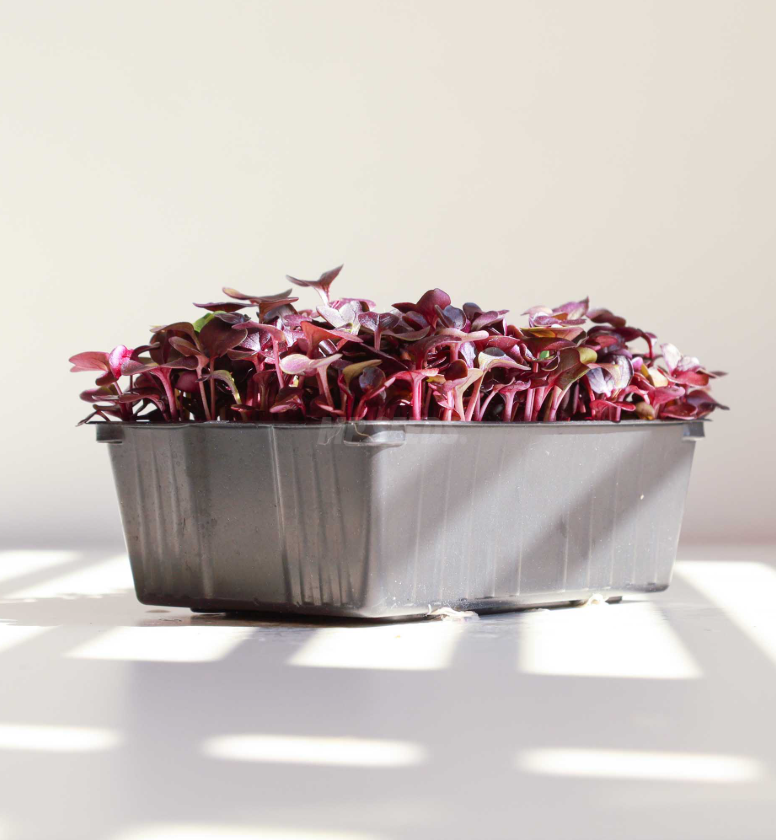 Selezione di varietà di microgreens su vassoio per valutazione professionale