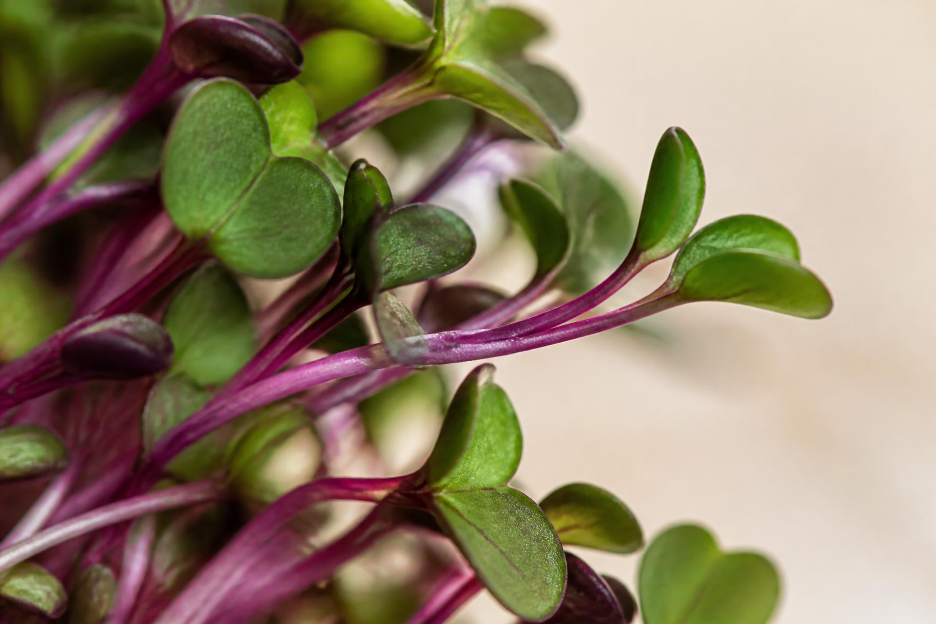 Macro di microgreens freschi di ravanello con steli viola