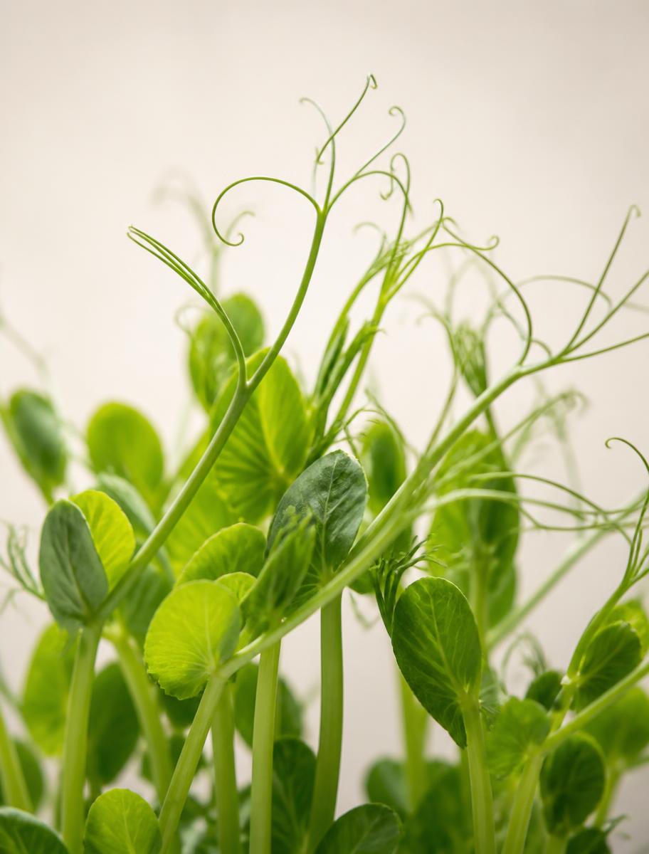 Microgreens di Pisello