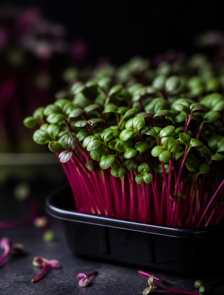Microgreens di Ravanello Red — macro fotografia