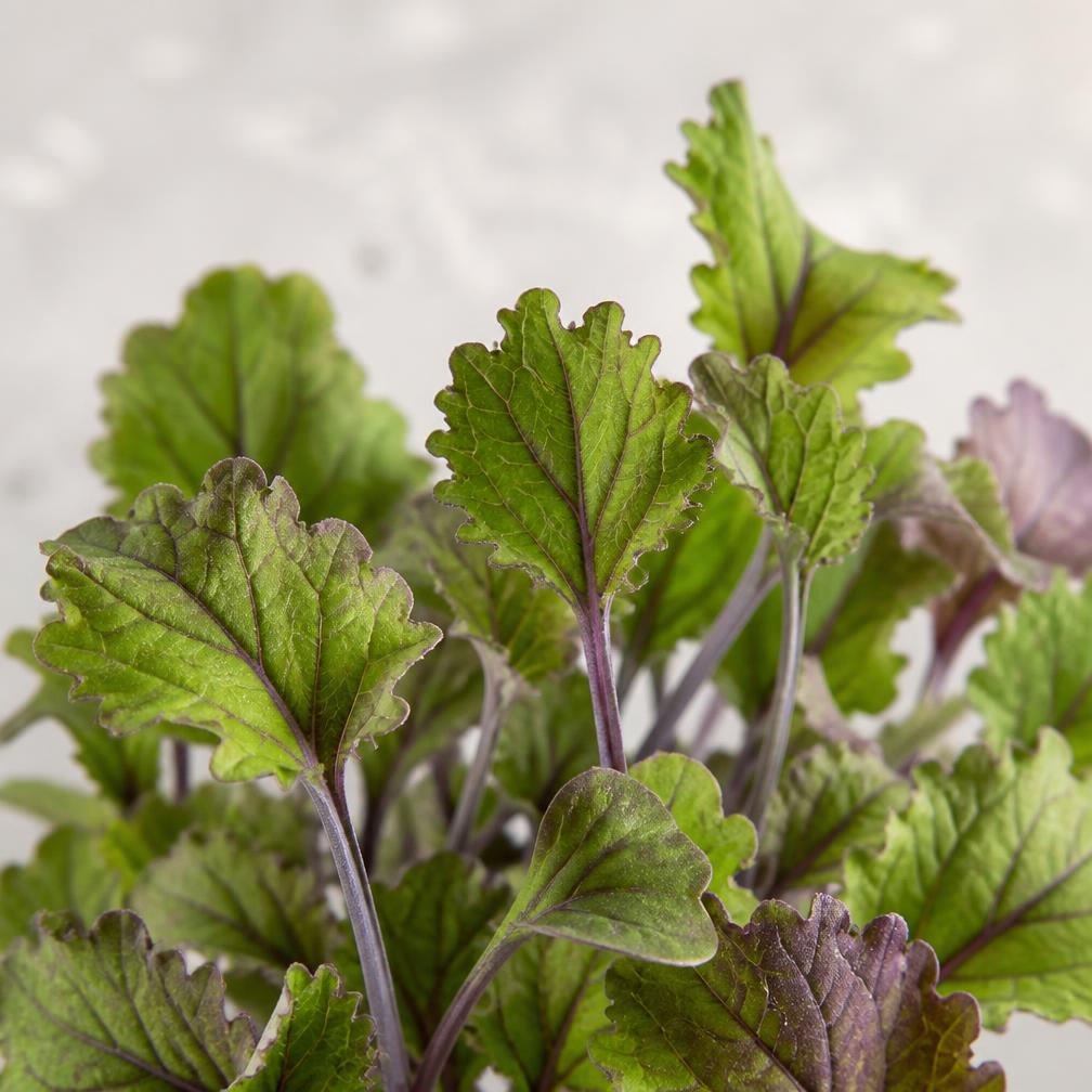 Microgreens di Senape — macro fotografia